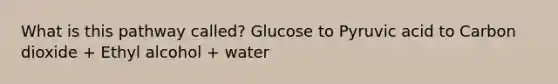 What is this pathway called? Glucose to Pyruvic acid to Carbon dioxide + Ethyl alcohol + water