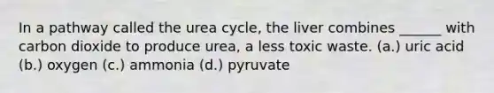 In a pathway called the urea cycle, the liver combines ______ with carbon dioxide to produce urea, a less toxic waste. (a.) uric acid (b.) oxygen (c.) ammonia (d.) pyruvate