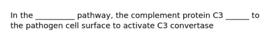 In the __________ pathway, the complement protein C3 ______ to the pathogen cell surface to activate C3 convertase