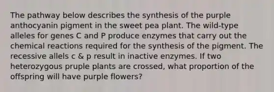 The pathway below describes the synthesis of the purple anthocyanin pigment in the sweet pea plant. The wild-type alleles for genes C and P produce enzymes that carry out the chemical reactions required for the synthesis of the pigment. The recessive allels c & p result in inactive enzymes. If two heterozygous pruple plants are crossed, what proportion of the offspring will have purple flowers?