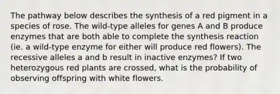 The pathway below describes the synthesis of a red pigment in a species of rose. The wild-type alleles for genes A and B produce enzymes that are both able to complete the synthesis reaction (ie. a wild-type enzyme for either will produce red flowers). The recessive alleles a and b result in inactive enzymes? If two heterozygous red plants are crossed, what is the probability of observing offspring with white flowers.