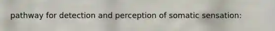 pathway for detection and perception of somatic sensation: