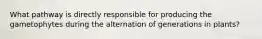 What pathway is directly responsible for producing the gametophytes during the alternation of generations in plants?