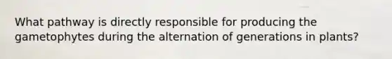 What pathway is directly responsible for producing the gametophytes during the alternation of generations in plants?