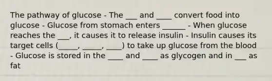 The pathway of glucose - The ___ and ____ convert food into glucose - Glucose from stomach enters ______ - When glucose reaches the ___, it causes it to release insulin - Insulin causes its target cells (_____, _____, ____) to take up glucose from the blood - Glucose is stored in the ____ and ____ as glycogen and in ___ as fat