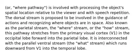 (or, "where pathway") is involved with processing the object's spatial location relative to the viewer and with speech repetition. The dorsal stream is proposed to be involved in the guidance of actions and recognizing where objects are in space. Also known as the parietal stream, the "where" stream, or the "how" stream, this pathway stretches from the primary visual cortex (V1) in the occipital lobe forward into the parietal lobe. It is interconnected with the parallel ventral stream (the "what" stream) which runs downward from V1 into the temporal lobe.