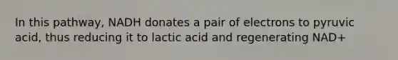 In this pathway, NADH donates a pair of electrons to pyruvic acid, thus reducing it to lactic acid and regenerating NAD+