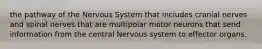 the pathway of the Nervous System that includes cranial nerves and spinal nerves that are multipolar motor neurons that send information from the central Nervous system to effector organs.