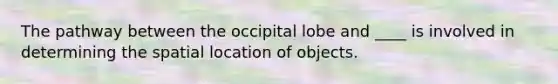 The pathway between the occipital lobe and ____ is involved in determining the spatial location of objects.