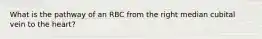 What is the pathway of an RBC from the right median cubital vein to the heart?