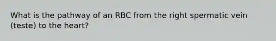 What is the pathway of an RBC from the right spermatic vein (teste) to the heart?