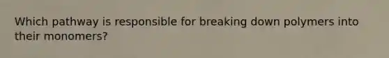 Which pathway is responsible for breaking down polymers into their monomers?