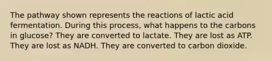 The pathway shown represents the reactions of lactic acid fermentation. During this process, what happens to the carbons in glucose? They are converted to lactate. They are lost as ATP. They are lost as NADH. They are converted to carbon dioxide.