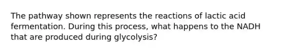 The pathway shown represents the reactions of lactic acid fermentation. During this process, what happens to the NADH that are produced during glycolysis?