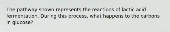 The pathway shown represents the reactions of lactic acid fermentation. During this process, what happens to the carbons in glucose?