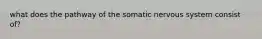 what does the pathway of the somatic nervous system consist of?