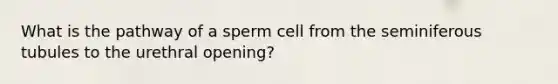 What is the pathway of a sperm cell from the seminiferous tubules to the urethral opening?