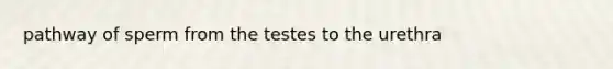 pathway of sperm from the testes to the urethra