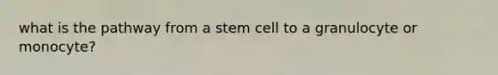 what is the pathway from a stem cell to a granulocyte or monocyte?