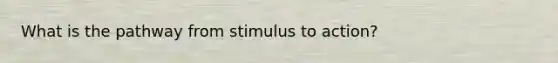 What is the pathway from stimulus to action?