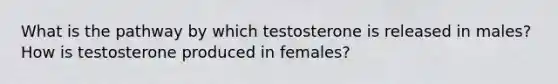 What is the pathway by which testosterone is released in males? How is testosterone produced in females?