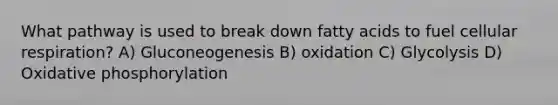 What pathway is used to break down fatty acids to fuel cellular respiration? A) Gluconeogenesis B) oxidation C) Glycolysis D) Oxidative phosphorylation