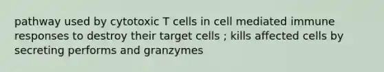 pathway used by cytotoxic T cells in cell mediated immune responses to destroy their target cells ; kills affected cells by secreting performs and granzymes