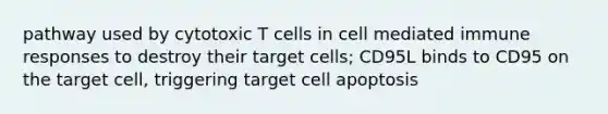 pathway used by cytotoxic T cells in cell mediated immune responses to destroy their target cells; CD95L binds to CD95 on the target cell, triggering target cell apoptosis