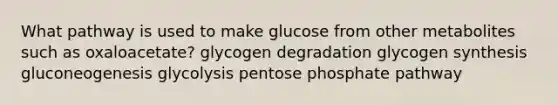 What pathway is used to make glucose from other metabolites such as oxaloacetate? glycogen degradation glycogen synthesis gluconeogenesis glycolysis pentose phosphate pathway