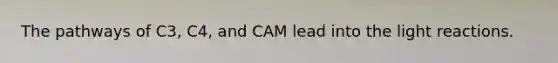 The pathways of C3, C4, and CAM lead into the light reactions.