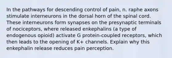 In the pathways for descending control of pain, n. raphe axons stimulate interneurons in the dorsal horn of <a href='https://www.questionai.com/knowledge/kkAfzcJHuZ-the-spinal-cord' class='anchor-knowledge'>the spinal cord</a>. These interneurons form synapses on the presynaptic terminals of nociceptors, where released enkephalins (a type of endogenous opioid) activate G protein-coupled receptors, which then leads to the opening of K+ channels. Explain why this enkephalin release reduces pain perception.