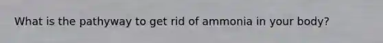What is the pathyway to get rid of ammonia in your body?