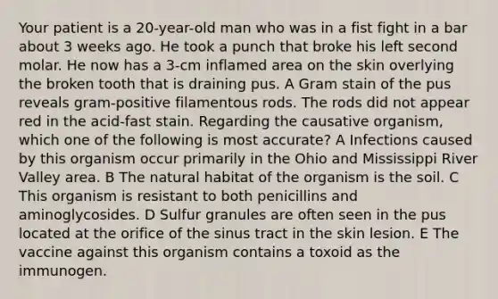 Your patient is a 20-year-old man who was in a fist fight in a bar about 3 weeks ago. He took a punch that broke his left second molar. He now has a 3-cm inflamed area on the skin overlying the broken tooth that is draining pus. A Gram stain of the pus reveals gram-positive filamentous rods. The rods did not appear red in the acid-fast stain. Regarding the causative organism, which one of the following is most accurate? A Infections caused by this organism occur primarily in the Ohio and Mississippi River Valley area. B The natural habitat of the organism is the soil. C This organism is resistant to both penicillins and aminoglycosides. D Sulfur granules are often seen in the pus located at the orifice of the sinus tract in the skin lesion. E The vaccine against this organism contains a toxoid as the immunogen.