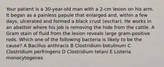 Your patient is a 30-year-old man with a 2-cm lesion on his arm. It began as a painless papule that enlarged and, within a few days, ulcerated and formed a black crust (eschar). He works in an abattoir where his job is removing the hide from the cattle. A Gram stain of fluid from the lesion reveals large gram-positive rods. Which one of the following bacteria is likely to be the cause? A Bacillus anthracis B Clostridium botulinum C Clostridium perfringens D Clostridium tetani E Listeria monocytogenes