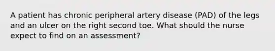 A patient has chronic peripheral artery disease (PAD) of the legs and an ulcer on the right second toe. What should the nurse expect to find on an assessment?