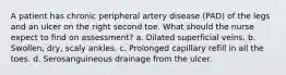 A patient has chronic peripheral artery disease (PAD) of the legs and an ulcer on the right second toe. What should the nurse expect to find on assessment? a. Dilated superficial veins. b. Swollen, dry, scaly ankles. c. Prolonged capillary refill in all the toes. d. Serosanguineous drainage from the ulcer.