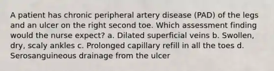 A patient has chronic peripheral artery disease (PAD) of the legs and an ulcer on the right second toe. Which assessment finding would the nurse expect? a. Dilated superficial veins b. Swollen, dry, scaly ankles c. Prolonged capillary refill in all the toes d. Serosanguineous drainage from the ulcer