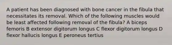 A patient has been diagnosed with bone cancer in the fibula that necessitates its removal. Which of the following muscles would be least affected following removal of the fibula? A biceps femoris B extensor digitorum longus C flexor digitorum longus D flexor hallucis longus E peroneus tertius