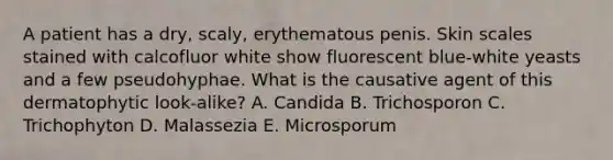 A patient has a dry, scaly, erythematous penis. Skin scales stained with calcofluor white show fluorescent blue-white yeasts and a few pseudohyphae. What is the causative agent of this dermatophytic look-alike? A. Candida B. Trichosporon C. Trichophyton D. Malassezia E. Microsporum