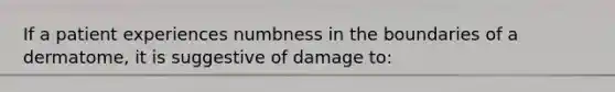 If a patient experiences numbness in the boundaries of a dermatome, it is suggestive of damage to: