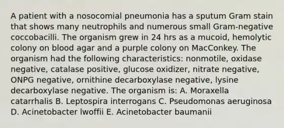 A patient with a nosocomial pneumonia has a sputum Gram stain that shows many neutrophils and numerous small Gram-negative coccobacilli. The organism grew in 24 hrs as a mucoid, hemolytic colony on blood agar and a purple colony on MacConkey. The organism had the following characteristics: nonmotile, oxidase negative, catalase positive, glucose oxidizer, nitrate negative, ONPG negative, ornithine decarboxylase negative, lysine decarboxylase negative. The organism is: A. Moraxella catarrhalis B. Leptospira interrogans C. Pseudomonas aeruginosa D. Acinetobacter lwoffii E. Acinetobacter baumanii