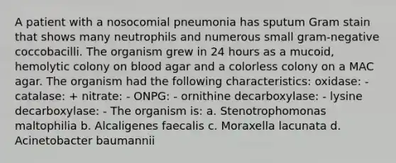 A patient with a nosocomial pneumonia has sputum Gram stain that shows many neutrophils and numerous small gram-negative coccobacilli. The organism grew in 24 hours as a mucoid, hemolytic colony on blood agar and a colorless colony on a MAC agar. The organism had the following characteristics: oxidase: - catalase: + nitrate: - ONPG: - ornithine decarboxylase: - lysine decarboxylase: - The organism is: a. Stenotrophomonas maltophilia b. Alcaligenes faecalis c. Moraxella lacunata d. Acinetobacter baumannii