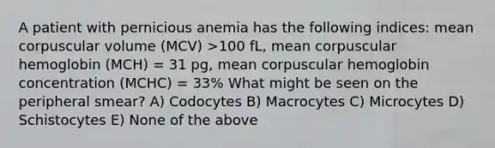 A patient with pernicious anemia has the following indices: mean corpuscular volume (MCV) >100 fL, mean corpuscular hemoglobin (MCH) = 31 pg, mean corpuscular hemoglobin concentration (MCHC) = 33% What might be seen on the peripheral smear? A) Codocytes B) Macrocytes C) Microcytes D) Schistocytes E) None of the above