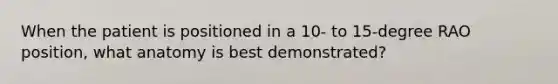When the patient is positioned in a 10- to 15-degree RAO position, what anatomy is best demonstrated?