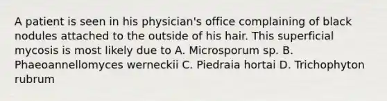 A patient is seen in his physician's office complaining of black nodules attached to the outside of his hair. This superficial mycosis is most likely due to A. Microsporum sp. B. Phaeoannellomyces werneckii C. Piedraia hortai D. Trichophyton rubrum