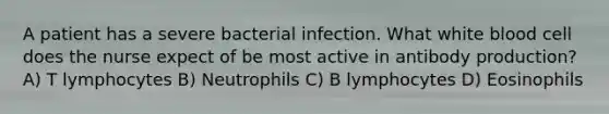 A patient has a severe bacterial infection. What white blood cell does the nurse expect of be most active in antibody production? A) T lymphocytes B) Neutrophils C) B lymphocytes D) Eosinophils