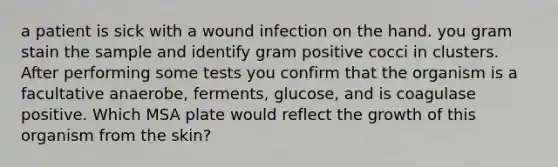 a patient is sick with a wound infection on the hand. you gram stain the sample and identify gram positive cocci in clusters. After performing some tests you confirm that the organism is a facultative anaerobe, ferments, glucose, and is coagulase positive. Which MSA plate would reflect the growth of this organism from the skin?