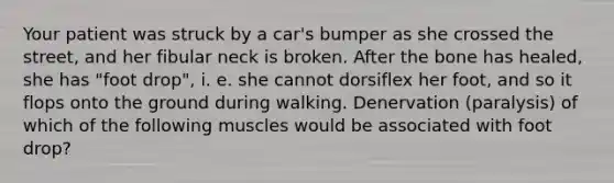 Your patient was struck by a car's bumper as she crossed the street, and her fibular neck is broken. After the bone has healed, she has "foot drop", i. e. she cannot dorsiflex her foot, and so it flops onto the ground during walking. Denervation (paralysis) of which of the following muscles would be associated with foot drop?