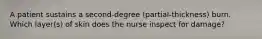 A patient sustains a second-degree (partial-thickness) burn. Which layer(s) of skin does the nurse inspect for damage?