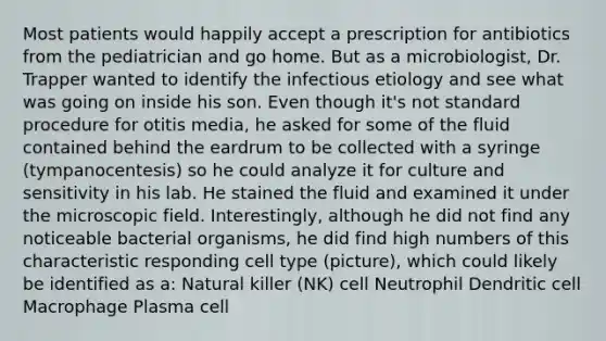 Most patients would happily accept a prescription for antibiotics from the pediatrician and go home. But as a microbiologist, Dr. Trapper wanted to identify the infectious etiology and see what was going on inside his son. Even though it's not standard procedure for otitis media, he asked for some of the fluid contained behind the eardrum to be collected with a syringe (tympanocentesis) so he could analyze it for culture and sensitivity in his lab. He stained the fluid and examined it under the microscopic field. Interestingly, although he did not find any noticeable bacterial organisms, he did find high numbers of this characteristic responding cell type (picture), which could likely be identified as a: Natural killer (NK) cell Neutrophil Dendritic cell Macrophage Plasma cell